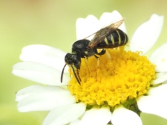 Ceratina flavipes
