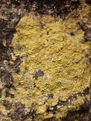 Pertusaria xanthoplaca