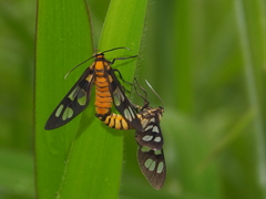 Amata germana