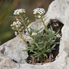 Lobularia maritima