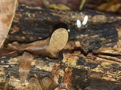 Xylaria curta
