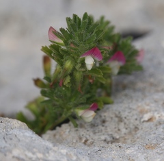 Ononis reclinata