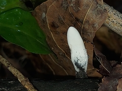 Xylaria curta