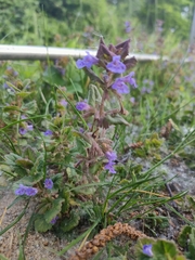 Glechoma hederacea