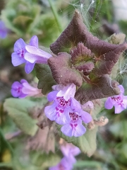 Glechoma hederacea