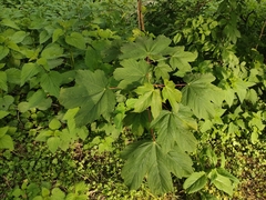 Acer pseudoplatanus