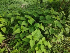 Urtica dioica