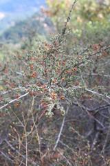 Ceanothus foliosus foliosus