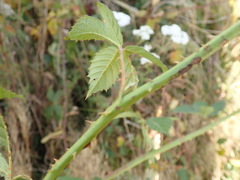 Rubus amplificatus