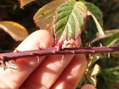 Rubus amplificatus