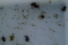 Nebrioporus nipponicus