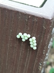 Tessaratoma papillosa