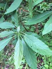 Machilus kwangtungensis