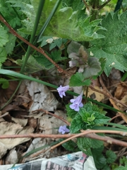 Glechoma hederacea