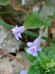 Glechoma hederacea