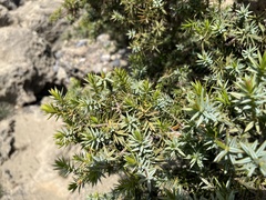Juniperus macrocarpa