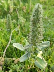 Ononis alopecuroides