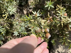 Juniperus macrocarpa