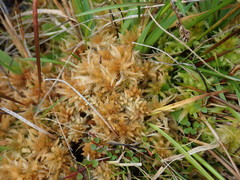 Sphagnum cristatum