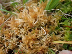 Sphagnum cristatum