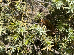 Juniperus macrocarpa