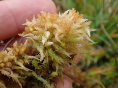 Sphagnum cristatum