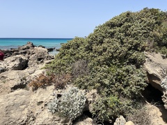 Juniperus macrocarpa