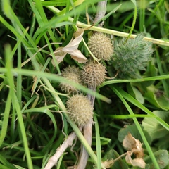 Medicago intertexta ciliaris