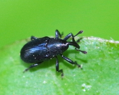 Aulacobaris