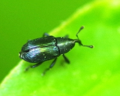 Aulacobaris