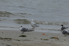 Chroicocephalus novaehollandiae novaehollandiae