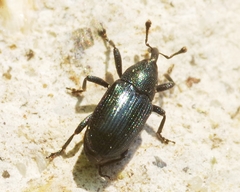 Aulacobaris