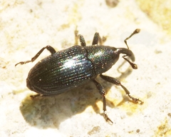 Aulacobaris