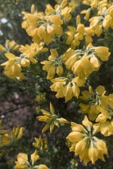 Genista hispanica