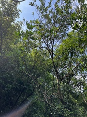 Ligustrum liukiuense