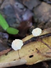 Marasmius crinis-equi
