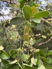 Ligustrum liukiuense