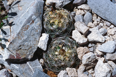 Coryphantha cornifera