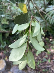 Ligustrum liukiuense