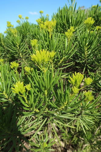 Kleinia barbertonica