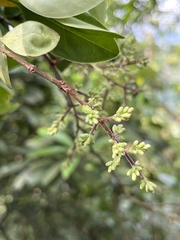 Ligustrum liukiuense