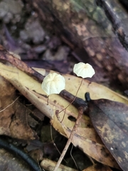 Marasmius crinis-equi