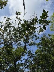 Ligustrum liukiuense
