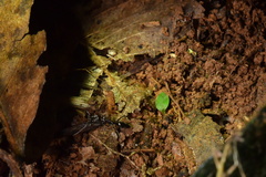 Odontomachus simillimus