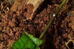 Odontomachus simillimus