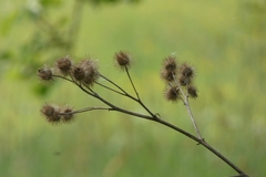 Arctium lappa