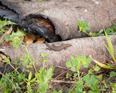 Algyroides fitzingeri