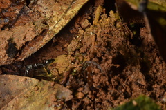 Odontomachus simillimus