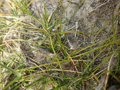 Rytidosperma exiguum