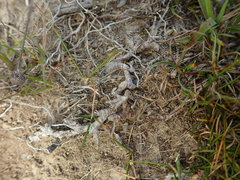 Rytidosperma exiguum